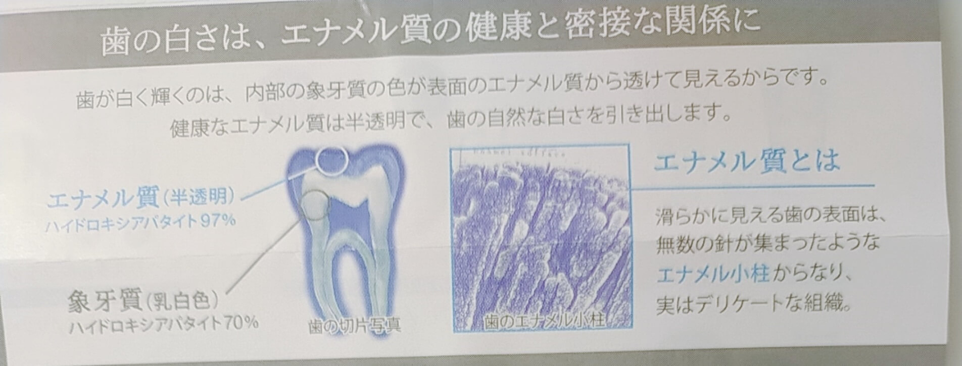 歯のエナメル質説明